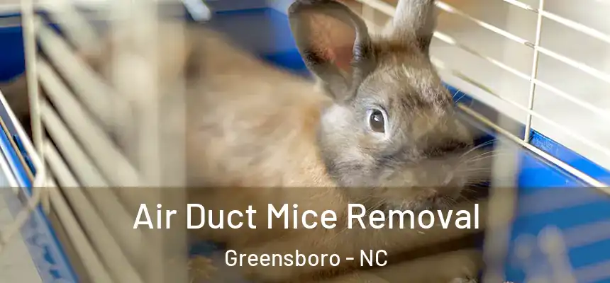 Air Duct Mice Removal Greensboro - NC